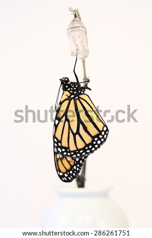 Newborn hatched monarch butterfly hanging from his chrysalis with a white background.