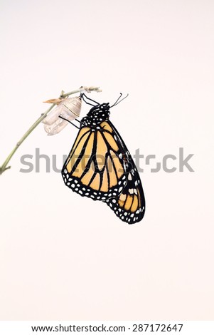 Monarch butterfly that had just hatched and is hanging on his chrysalis while his wings dried. A nice white background for text.