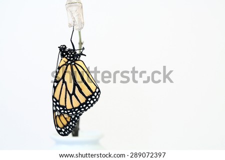 Newly hatched monarch butterfly hanging from his chrysalis. A nice white background for text. He was released after his photo shoot.