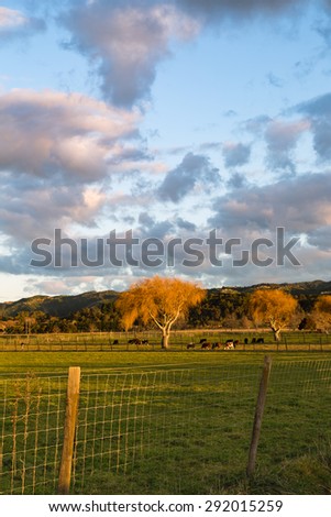 A line of weeping willow trees captures the last golden rays of sunlight on a winter\'s evening in the Bay of Plenty region of New Zealand. Lovely for cards, calendars, or many other ideas.
