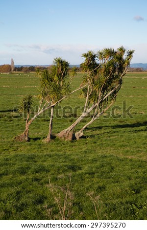 Bent cabbage trees in the late afternoon sun in the Bay of Plenty, New Zealand. A lovely photo to depict standing strong ideas no matter how hard the storms. Great for various ideas and concepts.