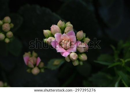 A delicate, small pink flower. It had just opened and seem to be enjoying life.  A great photo for greeting cards, advertisements, or other ideas and concepts.