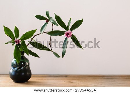 A rare daphne with its aromatic smell graces the lines of the photo. Its natural oriental design gives it a lovely design for greeting cards or other ideas and concepts.