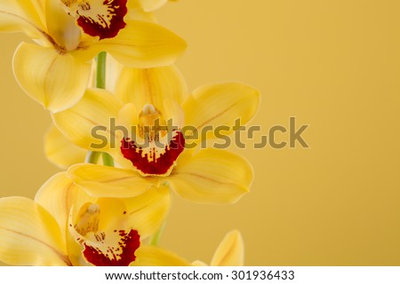 A stunning yellow orchid (cymbidium) on a simple golden background awaits to grace the pages of a magazine, greeting card, advertisement, or any other lovely idea for this beautiful flower.