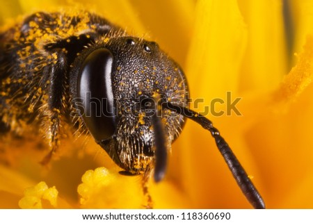 baby wasp covered with pollen in the middle of flower