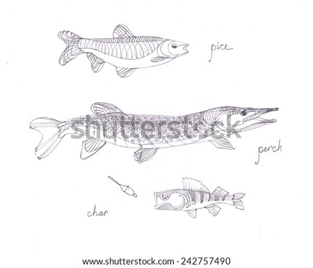 Pencil drawing of river fish. Sketch, illustration is made with a pencil. Stylized image of a fish