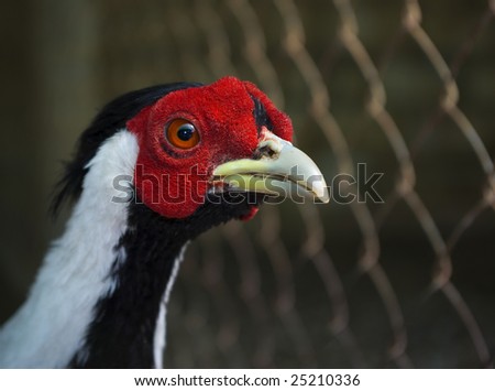 Chicken red mask