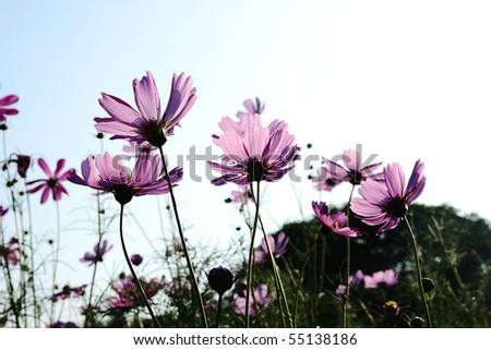 Violet flowers transparent in sunlight