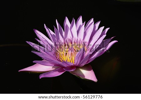 Violet lotus on black background, in sunny day