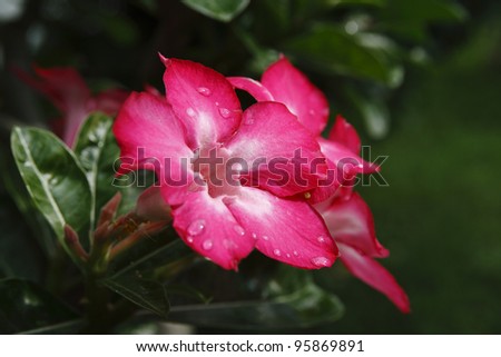 Desert Rose; Impala Lily; Mock Azalea,pink flower blossom in sunlight