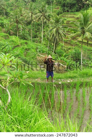 UBUD,INDONESIA-FEBRUARY 17, 2014:The man in the middle of the rice fields in Ubud,Indonesia