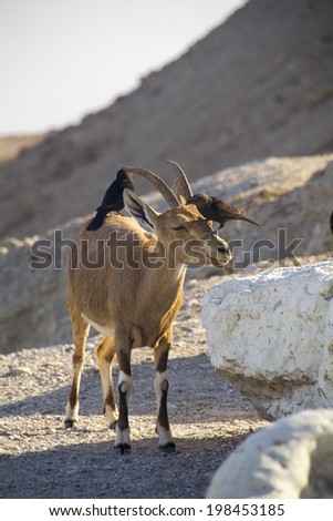 Birds eating parasites from Ibex.Cleaning behaviour of birds on the back of a large Nubain ibex .Dead Sea,Israel