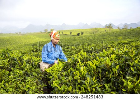 MOC CHAU, VIETNAM - NOV 23: worker harvesting tea in plantation in Da Lat, Vietnam.On Nov 23, 2014. Da lat is one of the best tourism city in Vietnam.