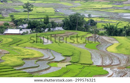 Rice fields on terraced of Mu Cang Chai, YenBai, Vietnam. Rice fields prepare the harvest at Northwest Vietnam