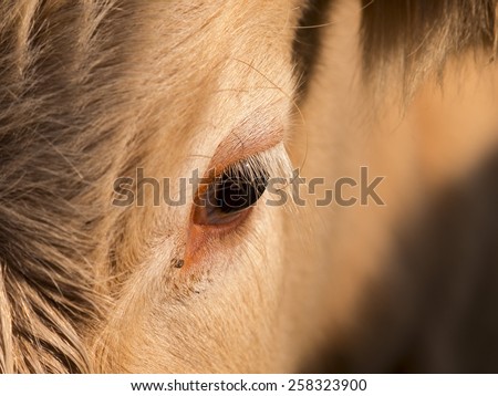 close up of cow face,derbyshire,uk
