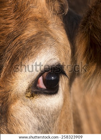 close up of cow face,derbyshire,uk