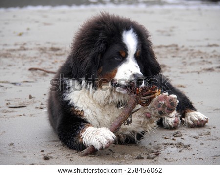 Bernese mountain dog, chewing seaweed on a beach, Yorkshire, Britain