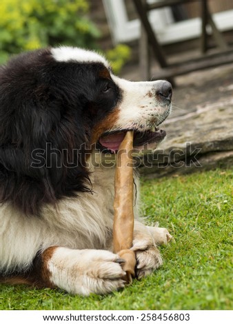 A young Bernese mountain dog chews a bone made out of hide