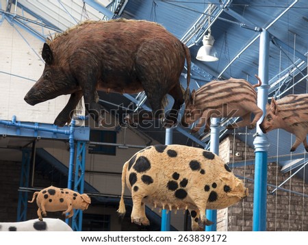 pigs suspended from the ceiling,indoor market hall,Abergavenny,Wales.UK. taken 17/10/2014