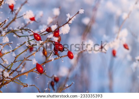 Fruit of wild rose covered with hoar-frost