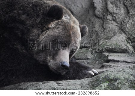 Bear deep in thought