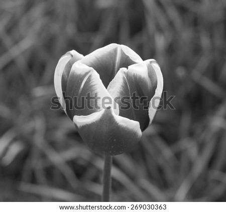 Isolated tulip at Skagit Valley Tulip Festival