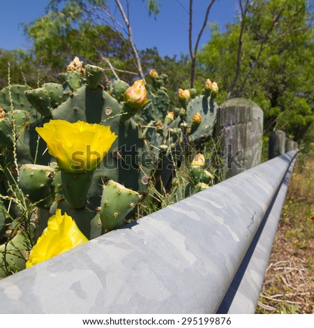 cactus and guard rail
