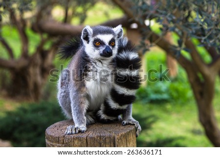 Ring-tailed lemur in an embrace with a tail