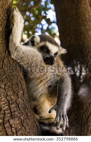 Sleeping on a tree lemur, Ring-tailed Lemur (Lemur catta)