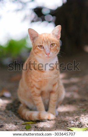 cat looking with pleading stare at the viewer - selective focus