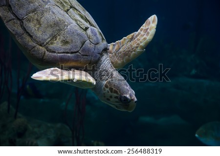 Loggerhead Turtle Underwater