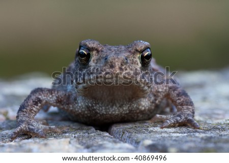frontal shot young toad