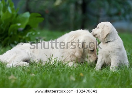 Adult dog and a puppy golden retriever on grass