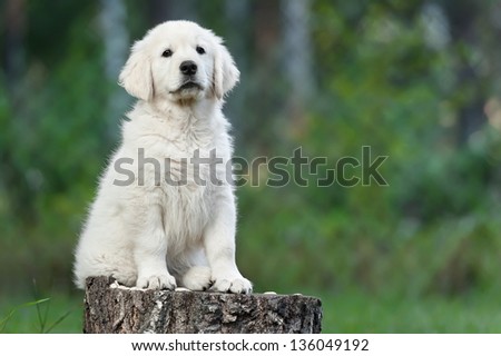 Puppy golden retriever on a birch tree stump on a summer day