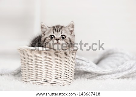 Small tabby kitten in a white basket
