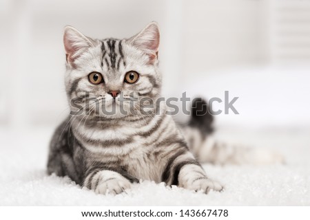 Tabby cat on the white carpet in the interior