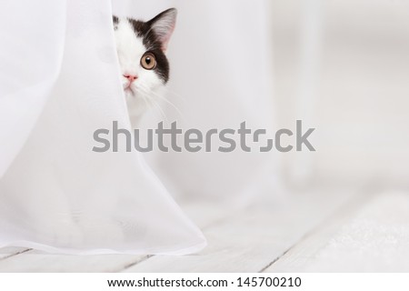 Cat hiding behind a white curtain in the interior