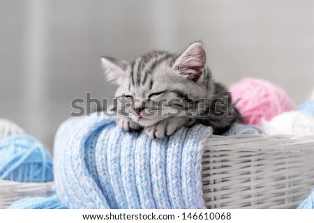 Gray Tabby Kitten Sleeps In A Basket With Balls Of Yarn