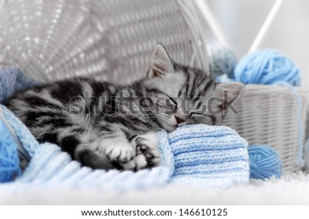Gray tabby kitten sleeps in a basket with balls of yarn