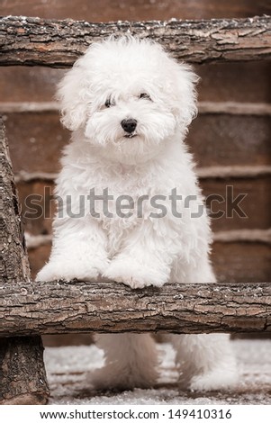 Portrait of a little white dog on the stairs