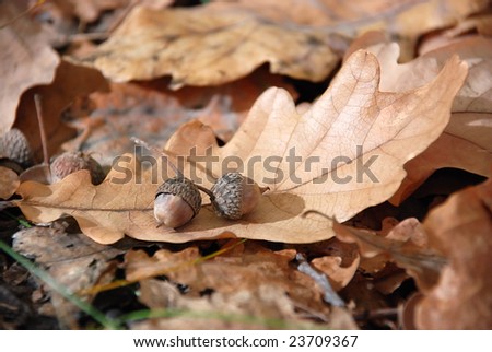 Two small acorn lay on an oak sheet