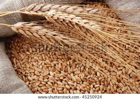 Ear of a wheat and a full bag with a grain on a hessian