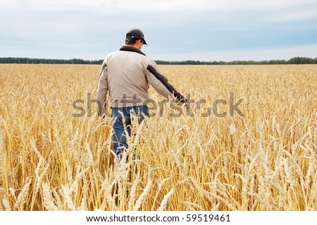 The person examines a crop wheat in a field