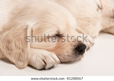 Portrait of the sleeping puppy golden retriever on a white background
