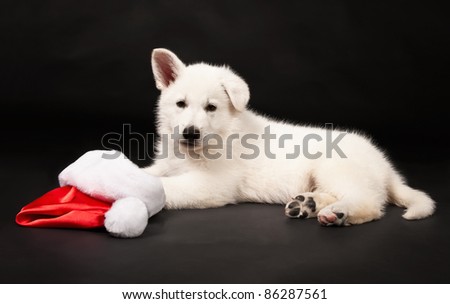 Puppy of the white sheep-dog with a New Year\'s cap on a black background