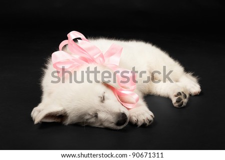 Puppy of the white sheep-dog with a bow on a neck on a black background