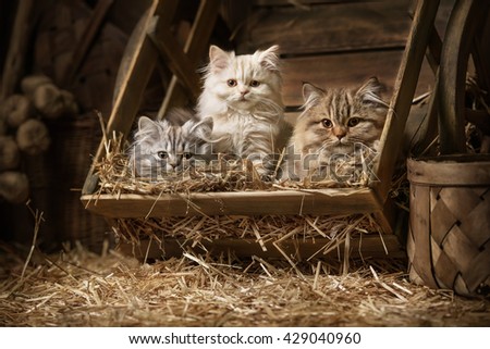Portraits fluffy tabby kittens sleeping in an old barrel with a straw in the attic