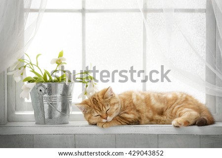 Striped red purebred cat looking out the window on a sunny day