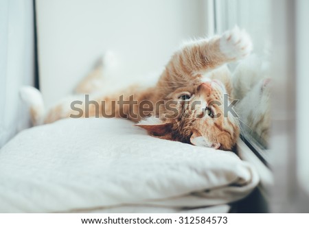 Ginger Cat Lays on a Back Near the Window