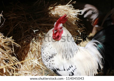 Hen on a nest of straw